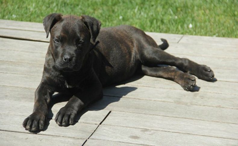 Yavru köpeği yere çarparak öldürdü