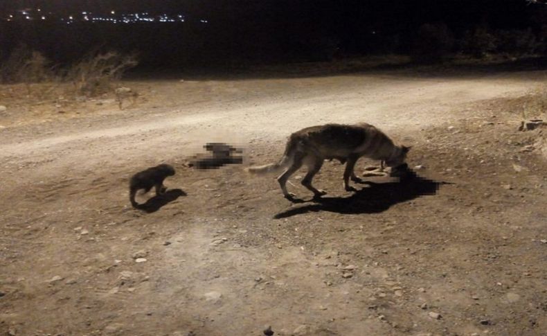 Yavru köpekleri aracıyla ezip kaçtı