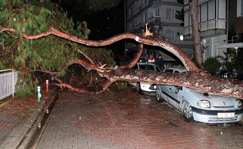 Yerinden sökülen ağaç otomobilin üzerine devrildi