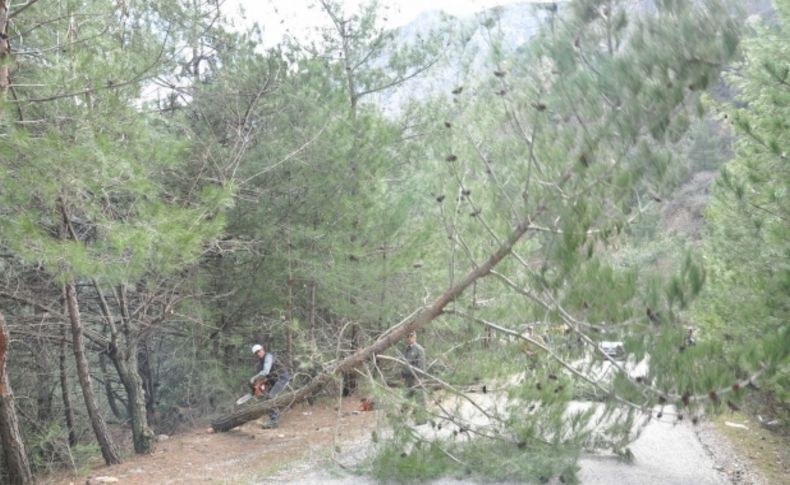 Yılbaşı için ağaç kesmeyin fidan dikin