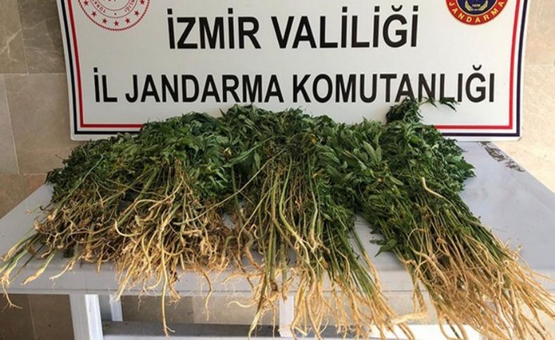 Zehir üreticilerine geçit yok! Dronela yakalandılar