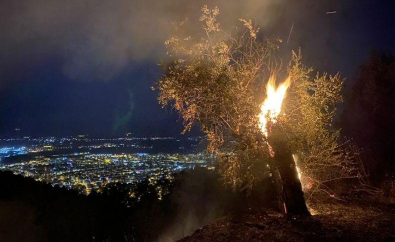 Zeytin ağaçları kül oldu