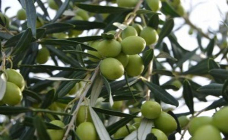 “Zeytin’in yolculuğu” büyüteç altında